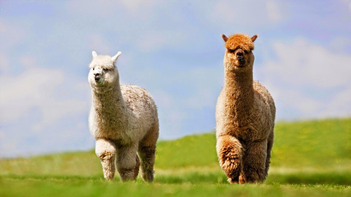 wallpapertip_lama-wallpaper_211451